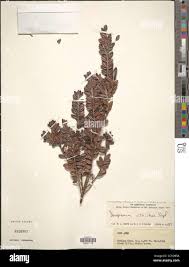 Image result for Oncinotis glabrata