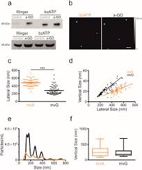 Channels are a simple, beautiful way to showcase and watch videos. Shedding Plasma Membrane Vesicles Induced By Graphene Oxide Nanoflakes In Brain Cultured Astrocytes Sciencedirect