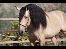 I was very fortunate to discover the magic of this breed. Buckskin Andalusian Stallion Gador Dm Pre Horse