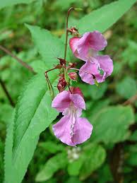 Image result for Impatiens psychadelphoides