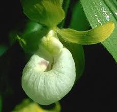 All cypripedium plants are mature and 100% laboratory propagated from seed! Cypripedium Californicum