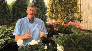 My peony is 35 years old. How To Prune Peony Bushes Garden Savvy Youtube