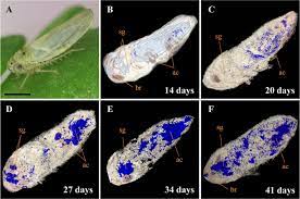Each treatment consisted of eight replicates, in which the spray deposition in the maize canopy and. Spatiotemporal Dynamics And Quantitative Analysis Of Phytoplasmas In Insect Vectors Scientific Reports