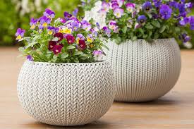 African violets need bright light to bloom, but cannot tolerate hot, direct sun because their leaves are easily scorched by intense light. How To Grow Violets In Containers Gardener S Path
