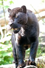 La pantera negra es una variación negra ( melanismo) de varias especies de grandes félidos, en especial del leopardo ( panthera pardus) y del jaguar ( panthera onca ). Pantera Negra Wikipedia La Enciclopedia Libre