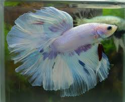 Violet White Orchid Betta Fish Betta Halfmoon Betta