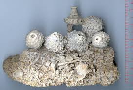 Image result for Cincinnobotrys