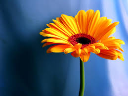 821 free images of desktop wallpaper. Daisy Wallpaper Hd