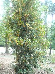 10a 10b 7a 7b 8a 8b 9a 9b quick overview: Plantfiles Pictures Osmanthus Fragrant Tea Olive Sweet Olive Aurantiacus Osmanthus Fragrans By Sageone