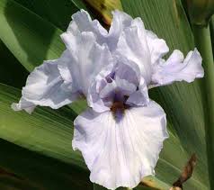 Image result for White 1983 Tempo