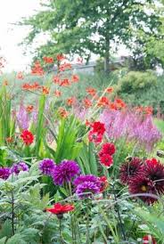 Great Companion Plants For Your Crocosmia Bishop Of Lanoff Dahlia Astilbe Lucifer Crocosima Companion Planting Plants Crocosmia