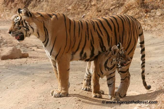Machli, the Tigress Who Reigned Over Ranthambhore – The Wire Science