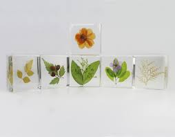Maybe you would like to learn more about one of these? Preserved Biological Plant And Flower Specimens For Paperweight Buy Preserved Biological Specimens Plant Paperweight Flower Paperweight Product On Alibaba Com