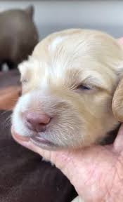 Puppy Nose Color Change I Love My Cockapoo Forums