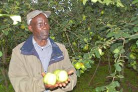 We did not find results for: What Keeps My 350 Apple Trees Blooming Teacher The Standard