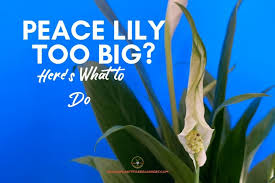 And, unlike other flowering plants, will bloom with almost no light. Peace Lily Too Big Here S What To Do Indoor Plants For Beginners