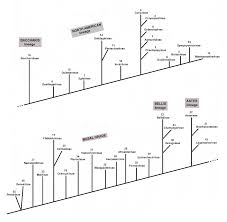 Image result for Eschenbachia gouanii