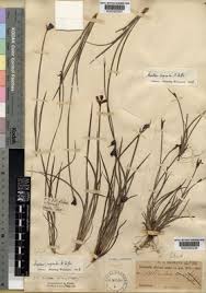 Image result for Aristea abyssinica