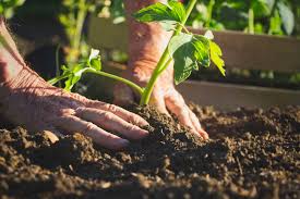 If your soil's ph is too low, your plants will struggle to survive. How To Organically Raise Ph In Soil Kellogg Garden Organics