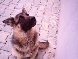 Firat 05453553107 Twitterissa Kopek Gibi Am Yalamak Istiyoruuuuumm 05453553107 Http T Co Diwzugoh3f
