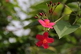 Image result for Jatropha erythropoda