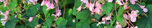 Image result for Begonia princeae