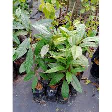Daun serai (page 3) semua menjadi: Buy Pokok Serai Kayu 100 Ulam Ulaman Seetracker Malaysia