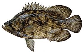 Atlantic Tripletail Or Blackfish Mississippi Saltwater Fish