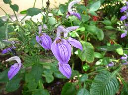 Image result for Brillantaisia owariensis