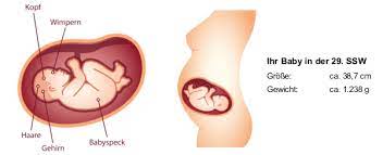 So entwickelt sich dein baby für den vater in der 29. 29 Ssw Schwangerschaftswoche Baby Gewicht Grosse In 29 Ssw