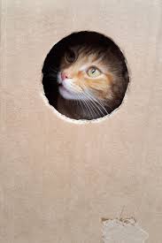 Hay Luz Al Final Del Tunel Para El Gato De Schrodinger Quo