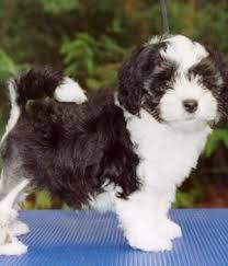 Find löwchen puppies for sale on pets4you.com. The Lowchen Lowchen Breed Info Pictures Characteristics Hypoallergenic Yes Hypoallergenic Dog Breed Lowchen Unique Dog Breeds