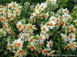Image result for Pereskia aculeata