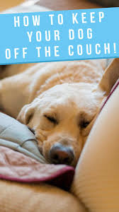 In our home, we keep the furniture covered with blankets for easy removal when company comes (dog hair begone!) and both dogs are taught to get off and/or stay off when asked to do so. How To Keep Your Dog Off The Couch And Other Furniture