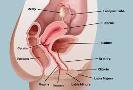The Vagina Vulva Female Anatomy Pictures Parts