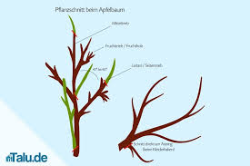 Obstbäume müssen regelmäßig geschnitten werden. Anleitung Apfelbaum Selbst Schneiden Apfelbaumschnitt Talu De