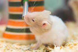 Ear mites both dog and cat ear mites may affect hamsters, and there is a hamster ear mite as well. Hamster Common Illnesses Hamster Illnesses Hamsters Guide Omlet Us