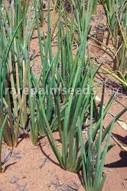 Image result for Sansevieria pearsonii