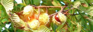 Jun 22, 2021 · charmanter staketenzaun aus kastanie der französische staketenzaun wird aus dem holz der edelkastanie (castanea sativa) gefertigt. Haftungsfrage Bei Autoschaden Durch Kastanie Und Konsorten Sparkassen Versicherung Sachsen