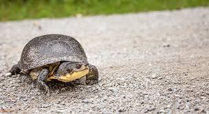 Foxes, stray cats, and all zombie variants try to attack either the eggs or the baby turtles, so you have to protect them. Is It Safe To Move Turtle Eggs