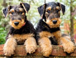 The cheapest offer starts at £30. Airedale Terriers Singing Hills Kennel Airedale Terrier Breeder