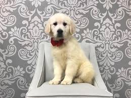 Our goal is to provide you with a golden retriever that you will be proud to own. English Cream Golden Retriever Dog Male English Cream 2002699 Furry Babies