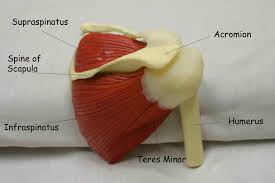 The trapezius and underlying levator scapulae, rhomboideus, and posterior aspect of the deltoideus. Uc San Diego S Practical Guide To Clinical Medicine