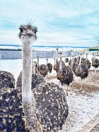 Как покормить страуса и оставить целыми пальцы? Сохраняйте инструкцию Берете капусту или морковь, кладете на РАСКРЫТУЮ ладонь, подносите к птице и… молитесь , чтоб не промазал А они могут, словно специально,