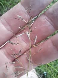 Image result for Eragrostis tenuifolia