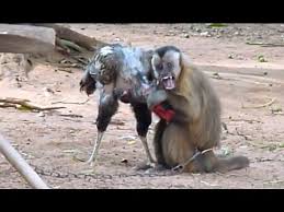 Monyet Vs Ayam Jago Youtube