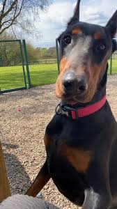 Raising a doberman pinscher puppy. Dobermann Rescue Uk Europe Reg Charity No 1169697 Home Facebook