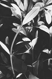 Black And White Plants Wallpaper Black White Latar Belakang Kertas Dinding Tropis