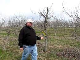 Pruning Pawpaw Trees To Generate Budwood For Budding And Grafting Youtube Pawpaw Grafting Prune