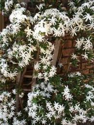 Image result for Jasminum breviflorum